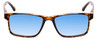 Calabria L2007 Men's 54 mm Polarized Sunglasses in Tortoise Brown Gold 4 OPTIONS