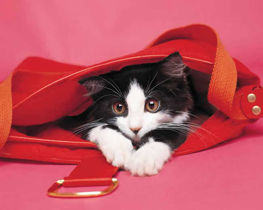 Kitten 240 21c 1 Artwork Micro Fiber Cleaning Cloth