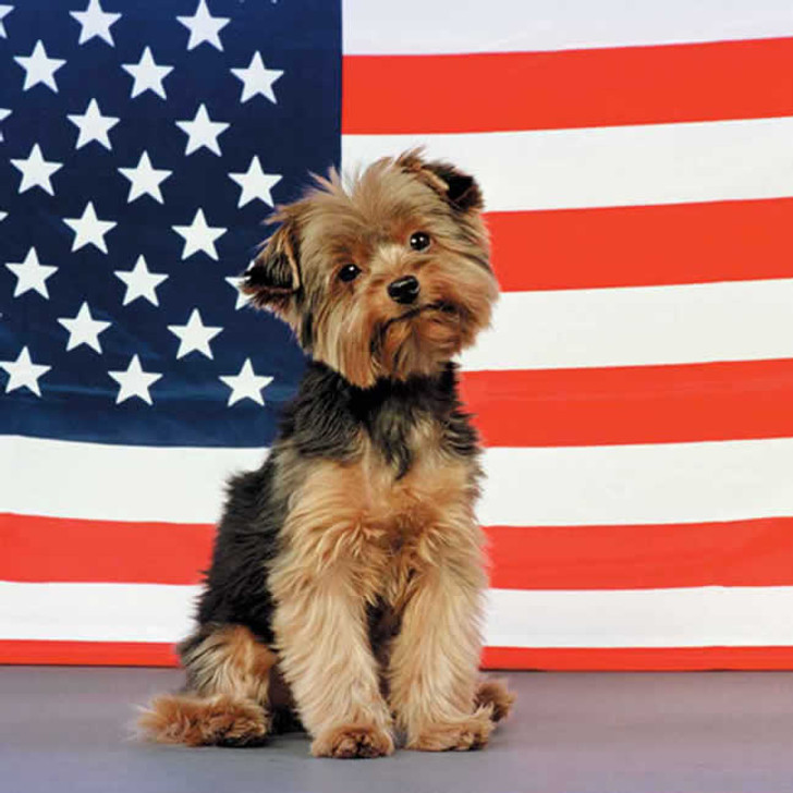 New York American Flag Yorkie Dog 240 27a 3 Artwork Micro Fiber Cleaning Cloth