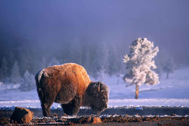Landscapes Theme Yellowstone NP-290-50b-6 Artwork Micro Fiber Cleaning Cloth