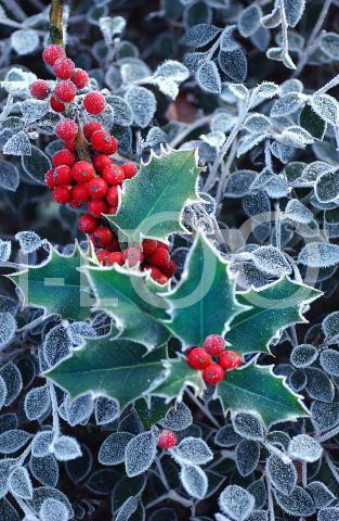 Holiday Christmas Theme Cleaning Cloth, Evergreen Holly