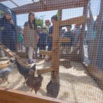 chicken coop lumber - East Bay, CA