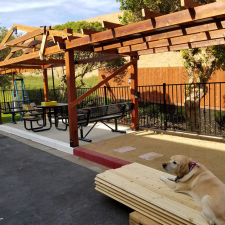 Hollis the yellow lab laying on a pile of lumber
