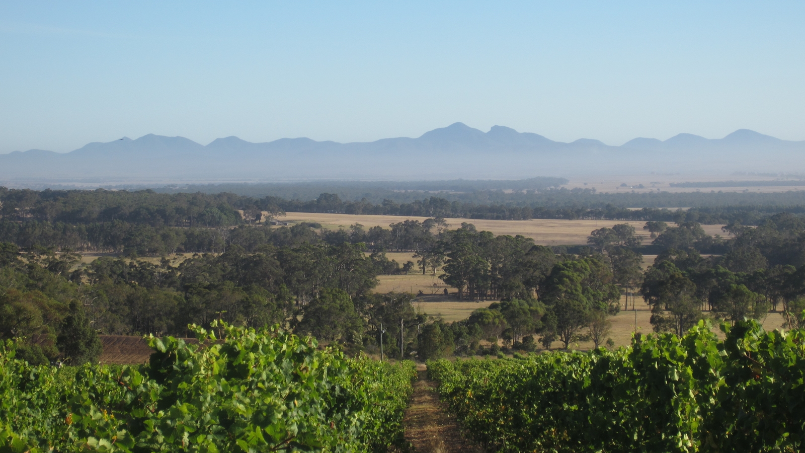 picture of mount trio vineyard, with a bottle of merlot. Perth wine delivery