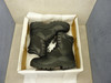 Brahma Black Steel Toe Leather Swat Boots