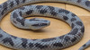 PYTHON Snake - Realistic Rubber Toy