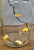 Boyd's Glass Bug Jar W/ Lighted Ghosts w/ Box