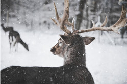 Why the 5.56 AR Is an Increasingly Popular Deer Hunting Platform