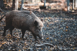 A Night Hog Hunting Checklist for AR-308/AR-10 Hunters