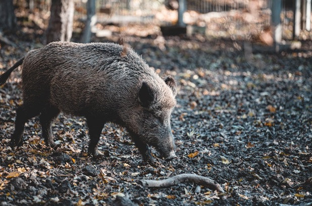 A Night Hog Hunting Checklist for AR-308/AR-10 Hunters
