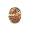 Spirit Stone - Picture Jasper Wolf