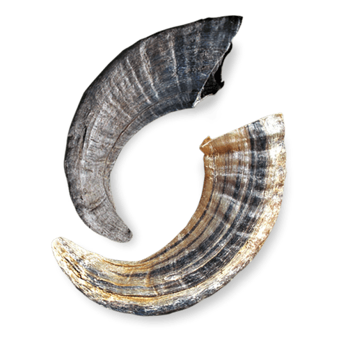 Bulk Icelandic Lamb Horn Small Dog Shop Chews Dog Treats