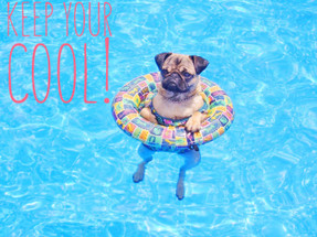 Hot Weather, Heat Stroke and Keeping Your Pup Safe