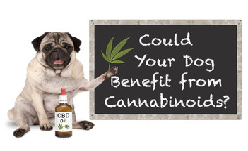 The Amazing Benefits of CBD for Pets 