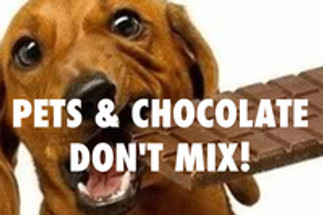 Pets & Chocolate DON'T Mix! Pets & Chocolate DON'T Mix!
