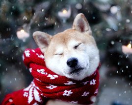 A Hip Hound Holiday Guide  A Hip Hound Holiday Guide