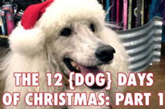 The 12 (Dog) Days of Christmas Part 1 The 12 (Dog) Days of Christmas Part 1