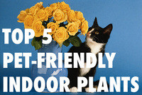 Our Top 5 Pet-Friendly Indoor Plants