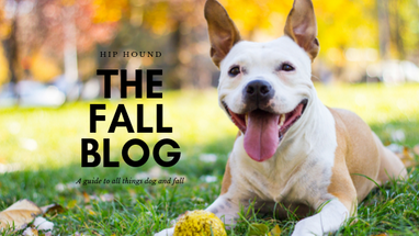 The Fall Blog