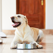 The Benefits of the Raw Diet for Dogs  The Benefits of the Raw Diet for Dogs