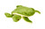 Shelly Turtle Shelly Turtle