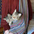 Perfect for Kitties too! Perfect for Kitties too!