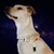 Wonder Walker No-Pull Reflective Harness Wonder Walker No-Pull Reflective Harness