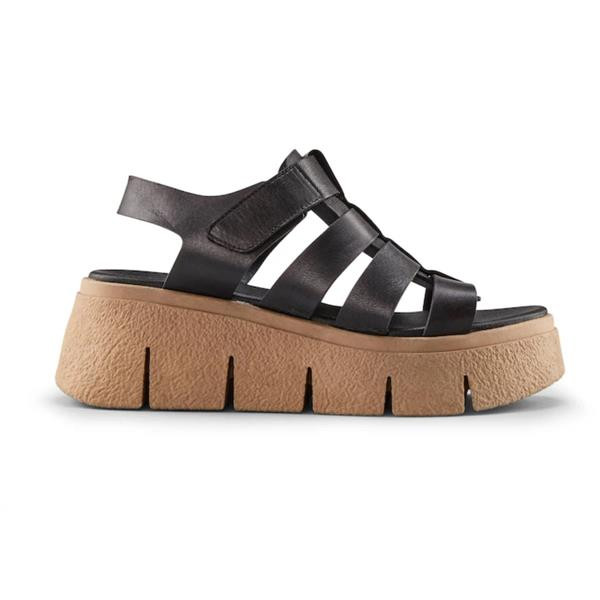 COUGAR - Antony Sandal - ANTONY