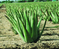 Fresh Organic Aloe Vera Leaves