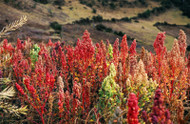 Ancient Seed Gains Popularity as its Discovered to Foster digestion