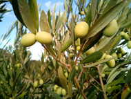 The Lost Art of Artisan Olive Curing