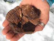 The Medicinal Chaga mushroom