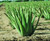 Fresh Organic Aloe Vera Leaf
