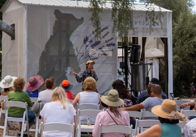 Lavender Distillation Demo