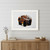Bear in the Mountains 1 White Framed Print Wall Art