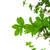 76" Green Artificial In Cylindrical Black Pot 76" Green Artificial In Cylindrical Black Pot