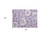 2' X 3' Purple and Ivory Floral Washable Non Skid Indoor Outdoor Area Rug 2' X 3' Purple and Ivory Floral Washable Non Skid Indoor Outdoor Area Rug