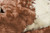 4' X 5' Brown And Ivory Faux Cowhide Animal Print Area Rug 4' X 5' Brown And Ivory Faux Cowhide Animal Print Area Rug