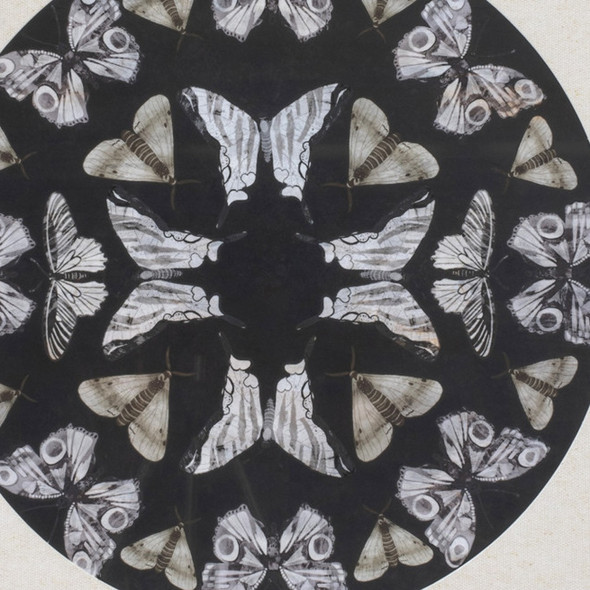 Butterfly Black Floater Frame Wall Art