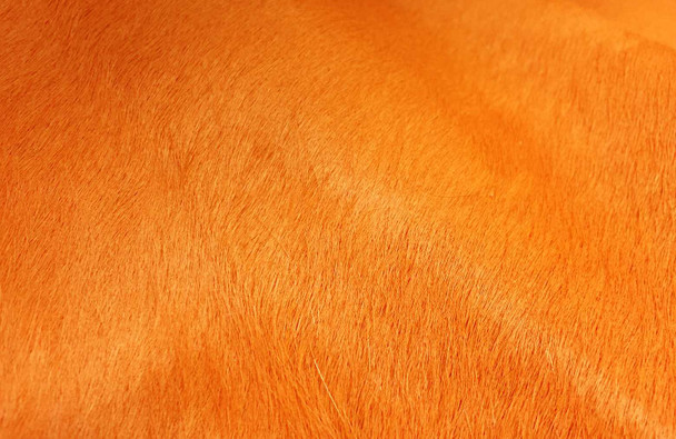 6' X 7' Orange Cowhide Handmade Area Rug