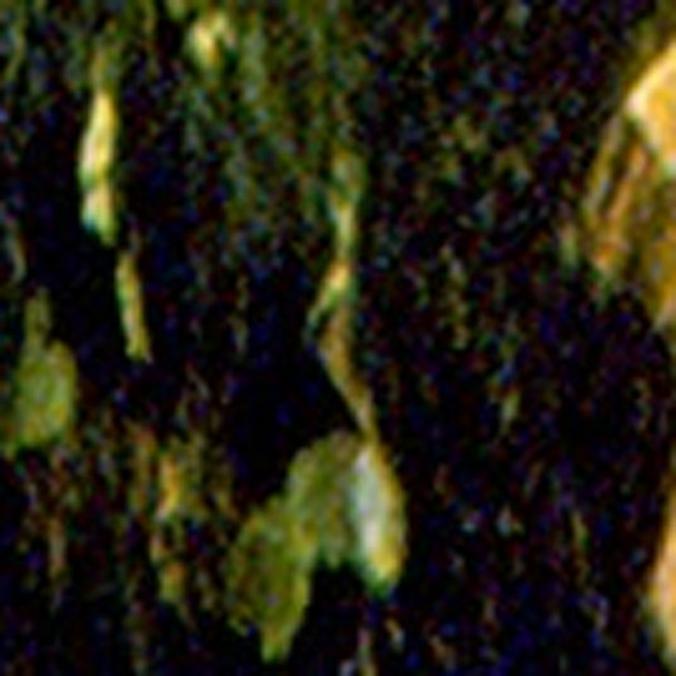 286249004