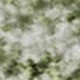 9' X 12' Sage And Ivory Oriental Washable Area Rug With UV Protection