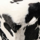 12" Black and White Faux Fur Cow Print Storage Ottoman