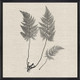 Set Of Two Modern Ferns I Brown Framed Print Wall Art