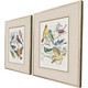 Set Of Two Bird Variety Set of Set Silver Framed Wall Art