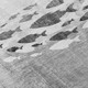 306688493