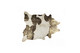 5' X 7' Ivory Brown and Gold Cowhide Hand Knotted Area Rug