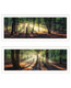 Set Of Two Sun Rays in the Forest White Framed Wall Art