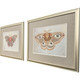 Set Of Two Forest Moth Gold Framed Wall Art