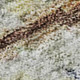 286426036